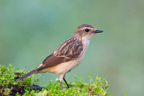 Kleine Schattige Bruine Vogel Mossy Log — Stockfoto