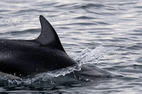 Vitsidig Delfin Från Stilla Havet Vattnet Norra Vancouver Island Canada — Stockfoto