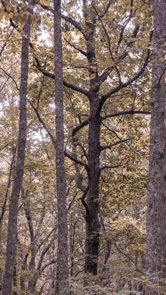 Doğada Sonbaharda Büyüyen Ölü Bir Ağacın Dikey Çekimi — Stok fotoğraf