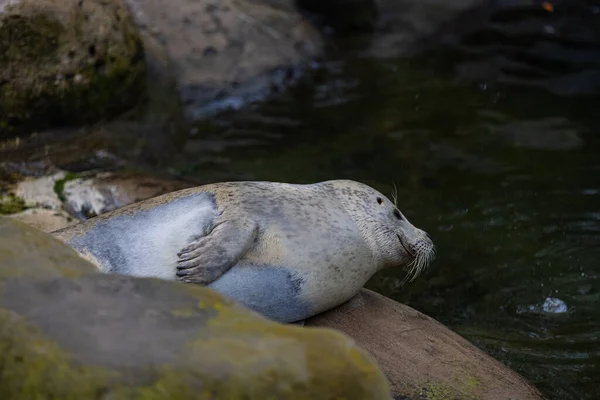 Ein Malerischer Blick Auf Eine Robbe Die Ins Wasser Gelangt — Stockfoto