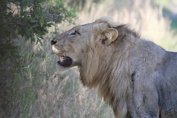 Lion Mâle Adulte Regardant Quelque Chose Dans Nature — Photo