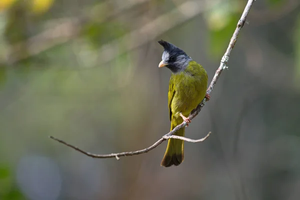 crested yellow bird with black crest perchin