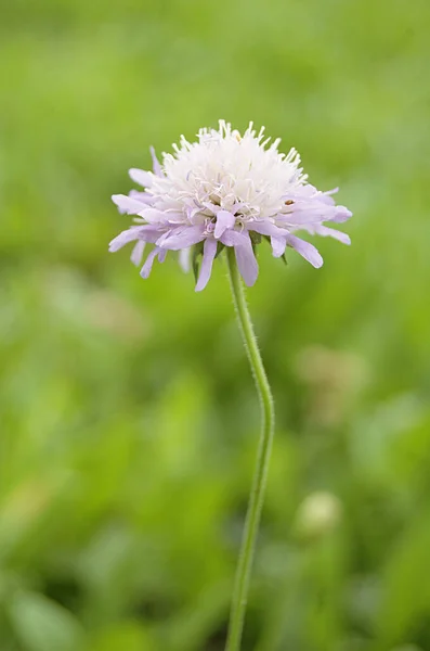 Een Close Shot Van Een Bieslook Bloem Een Veld — Stockfoto