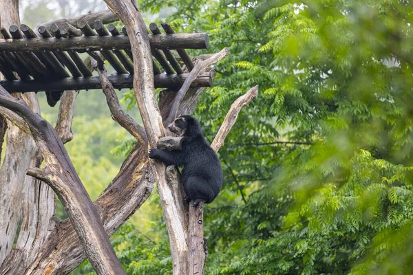 Malebný Pohled Černého Medvěda Šplhajícího Stromě — Stock fotografie