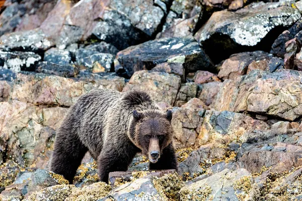 Orso Grizzly Sulle Rocce Harbledown Island Vicino Nord Vancouver Island — Foto Stock