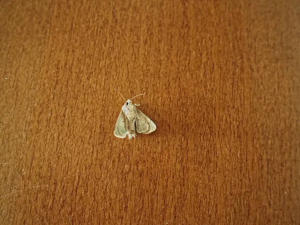 Kahverengi Yüzeyde Beyaz Bir Gece Kelebeğinin Yakın Çekimi — Stok fotoğraf