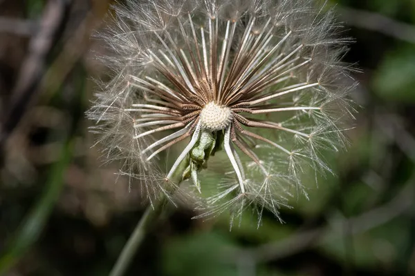 Een Close Shot Van Een Paardebloem Een Wazige Achtergrond — Stockfoto