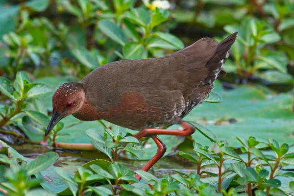 水と陸における砕水鳥 — ストック写真