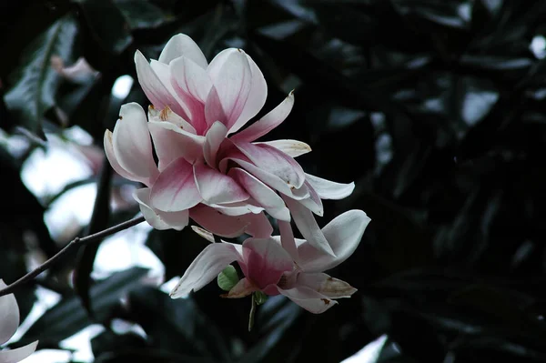 Belles Fleurs Roses Magnolia Cultivées Dans Parc — Photo