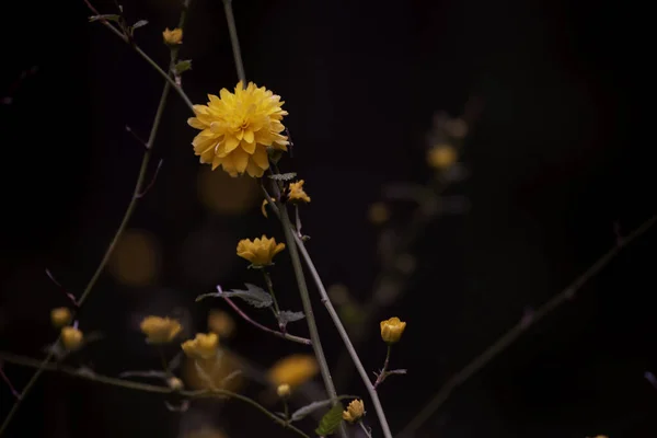 Närbild Bild Gula Japanska Kerria Blommor Mörk Suddig Bakgrund — Stockfoto