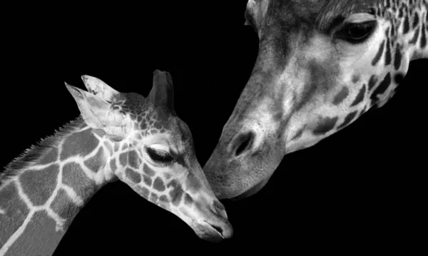 Beautiful Mom Baby Giraffe Face — Stock Photo, Image