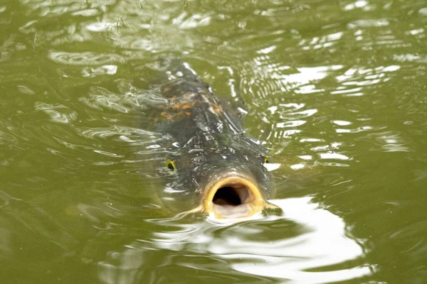 Nahaufnahme Eines Fisches Einem See — Stockfoto