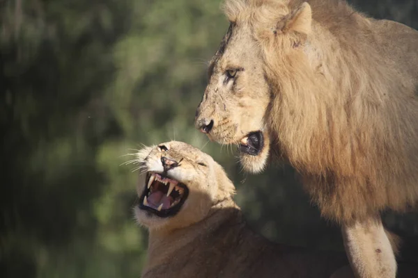 Par Leones Naturaleza Sobre Fondo Borroso —  Fotos de Stock