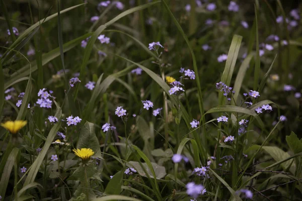 Schöne Wildblumen Auf Dem Feld — Stockfoto