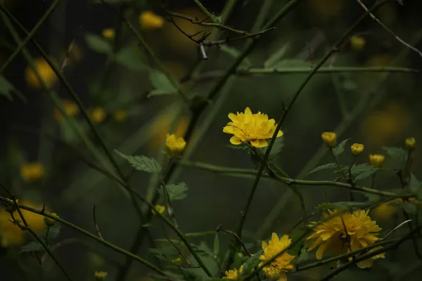 Primer Plano Flores Amarillas Kerria Japonesa Sobre Fondo Oscuro Borroso —  Fotos de Stock