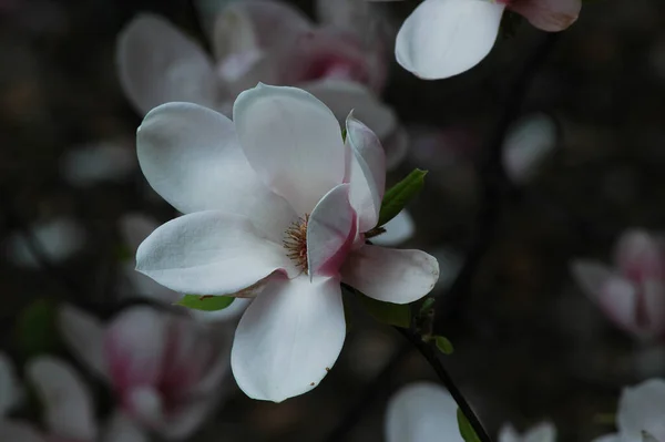 Όμορφα Ροζ Λουλούδια Magnolia Καλλιεργούνται Στο Πάρκο — Φωτογραφία Αρχείου