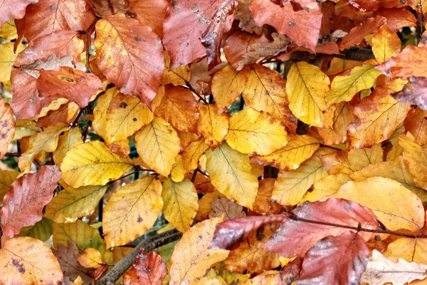Eine Nahaufnahme Von Farbenfrohen Fallenden Blättern — Stockfoto