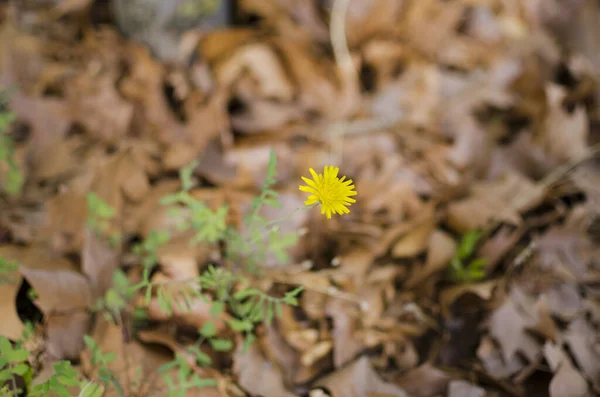 Closeup Yellow Dandelion Growing Dried Fallen Leaves — Stock Photo, Image