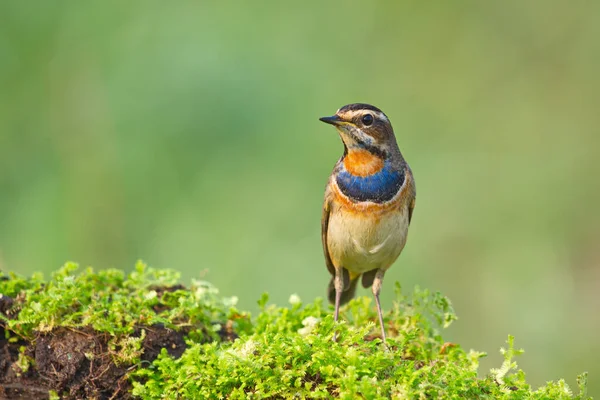 Pájaro Migratorio Garganta Azul Posando Sobre Tronco Cubierto Musgo — Foto de Stock