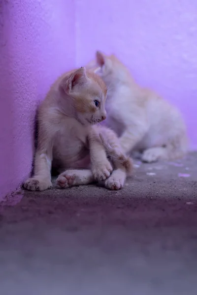 Urocze Kociaki Przy Ścianie — Zdjęcie stockowe