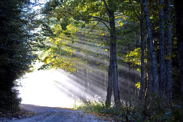 Sun Rays Penetrating Trees Forest — Stock Photo, Image