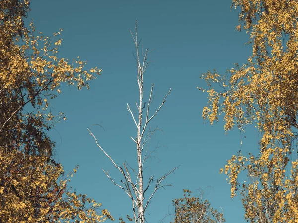 Mavi Arka Planda Sonbahar Ağaçlarının Güzel Manzarası — Stok fotoğraf