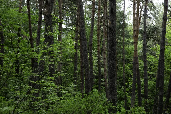 Krásný Zelený Les Stromy Rostlinami — Stock fotografie