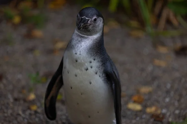 麦哲伦企鹅在模糊背景下的特写镜头 — 图库照片
