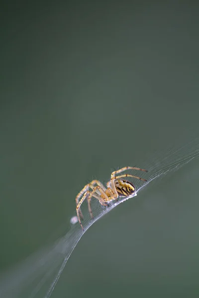 蜘蛛在蜘蛛网中的特写 — 图库照片