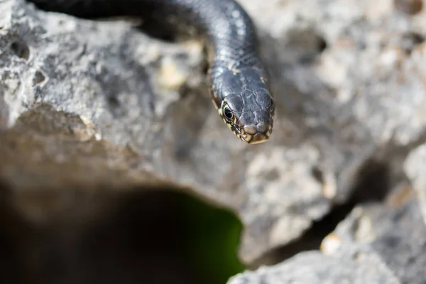 Maltese Islands 서식하는 Hierophis Viridiflavus Black Western Whip Snake Hierophis — 스톡 사진