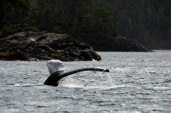 Una Ballena Jorobada Nadando Agua Northern Vancouver Island Canada — Foto de Stock