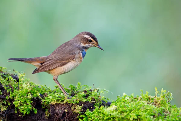 Мигрирующая Птица Bluethroat Позирует Покрытом Мхом Бревне — стоковое фото