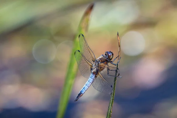 Libélula Pequeño Lago Disfrutando Del Sol Sumario — Foto de Stock