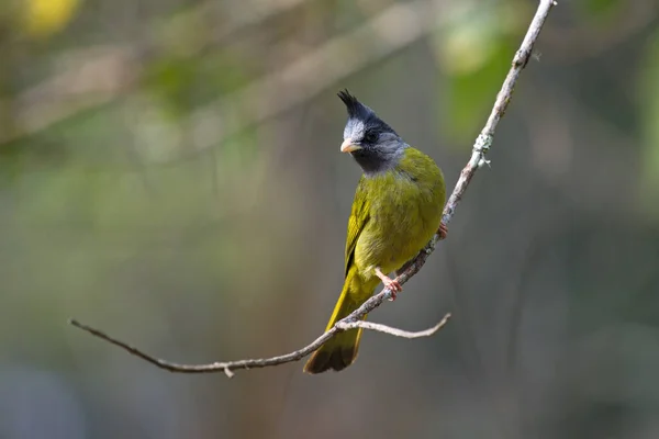 crested yellow bird with black crest perching