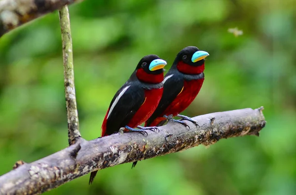 Симпатичные Черные Красные Птицы Сидят Дереве Собирают Материал Гнезда — стоковое фото