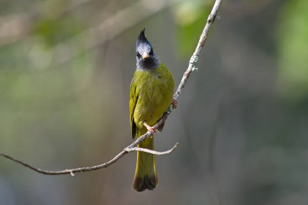 crested yellow bird with black crest perchin