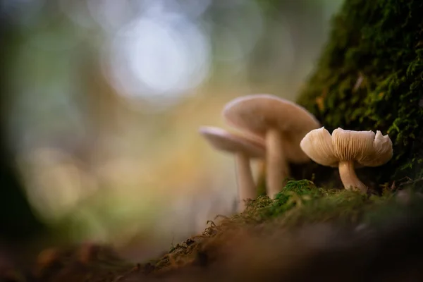 Egy Közeli Felvétel Ehető Vadon Termő Gombákról Mohás Talajon — Stock Fotó