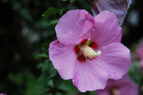 Közelkép Egy Világos Lila Rózsaszín Bokor Hibiszkusz Virág — Stock Fotó