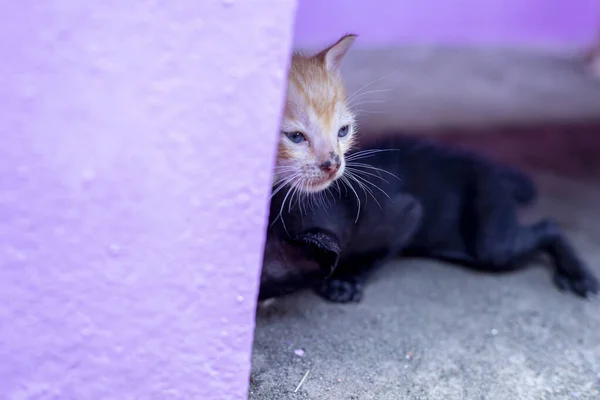 Duvarın Yanındaki Sevimli Kedi Yavruları — Stok fotoğraf