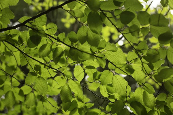 木の緑の葉のクローズアップショット — ストック写真