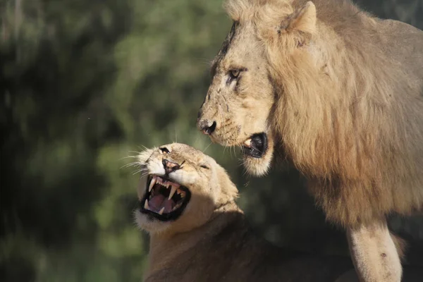 Par Leones Naturaleza Sobre Fondo Borroso —  Fotos de Stock