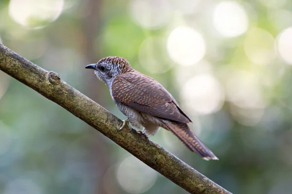 Vari Uccelli Cuculo Allevatore Parassita — Foto Stock