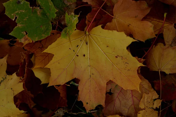 Een Kleurrijke Esdoorn Boom Een Herfst Woud — Stockfoto