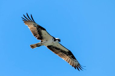 An Osprey flying against the blue sky clipart