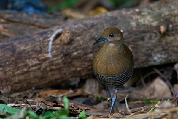 Wachtelkönig Und Schienenwasservogel Wasser Und Land — Stockfoto