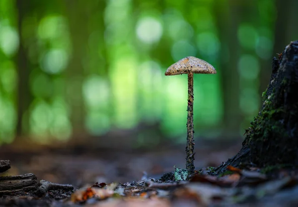 Eine Nahaufnahme Von Einem Pilz — Stockfoto