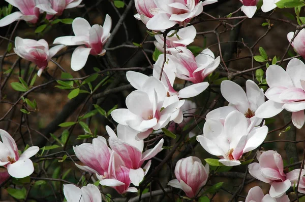 Parkta Yetişen Güzel Pembe Magnolia Çiçekleri — Stok fotoğraf