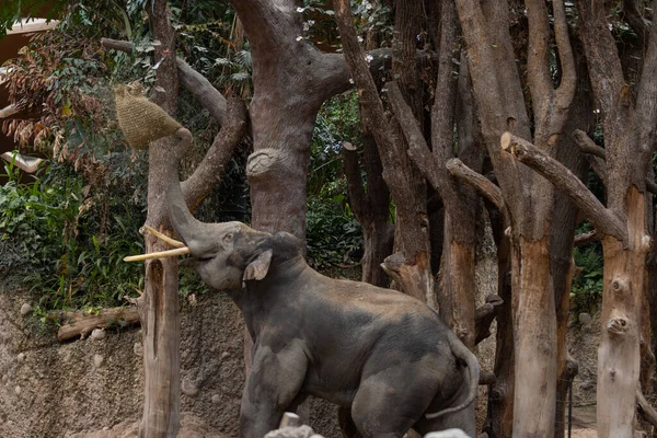 Obrovský Slon Zoo Venku — Stock fotografie
