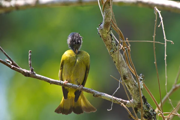 Oiseau Jaune Crête Avec Perchin Crête Noire — Photo