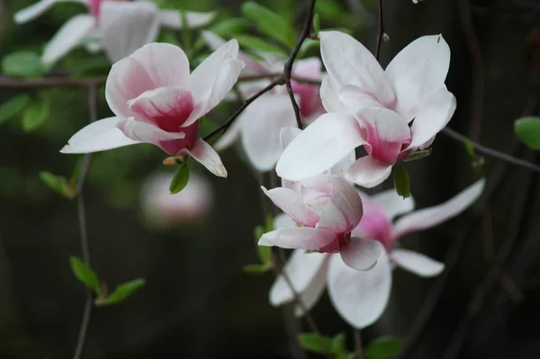 Belles Fleurs Roses Magnolia Cultivées Dans Parc — Photo